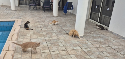 Cats in Cyprus