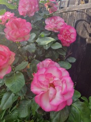 Which rose has bloomed first in your garden?