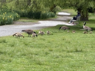 Come and tell us your dull and unexciting news 33: Calmly through the day