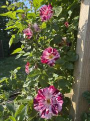 Which rose has bloomed first in your garden?