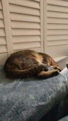 Dubai or oversea cat owners