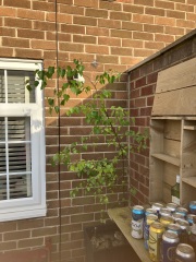 Silver birch help!
