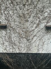 Ivy removal from front of house- hints and tips