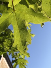 What is this tree & what are the bugs?