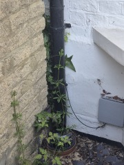 Damp damaging scotia