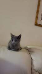 Roond and roond and up and doon - the Excellent Cats roam aboot