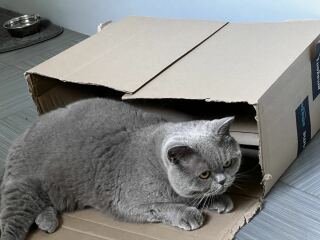 Is he underweight or too skinny for a british shorthair?