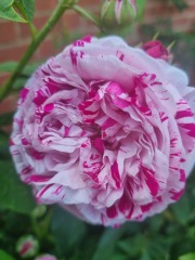 Which rose has bloomed first in your garden?