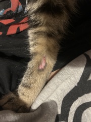 Injury on cat’s leg, should I call the emergency vet