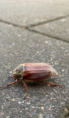 To panic about what the hell this is in my garden? Pic attached