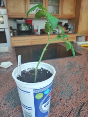 Do I need to trim some branches off my tomato plants?