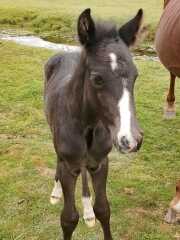 Roond and roond and up and doon - the Excellent Cats roam aboot