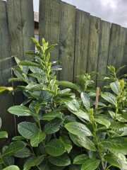 New Laurel Hedge Issues - Help Please!!