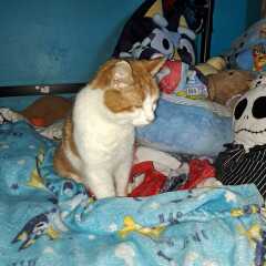 How often does your cat get stood on?