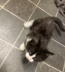 About to get our first two kittens!