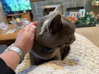 Roond and roond and up and doon - the Excellent Cats roam aboot