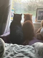 Pampered, Persian, Princess Penelope