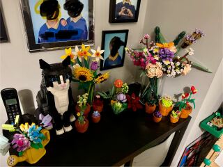 Roond and roond and up and doon - the Excellent Cats roam aboot