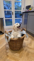 Shameless puppy pic post - please admire my gorgeous boy