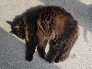 Hymns in Minor Keys & the Russian Easter Overture - the Excellent Cats ignore Culture.....