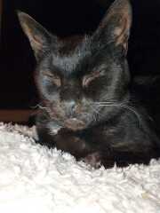 Roond and roond and up and doon - the Excellent Cats roam aboot