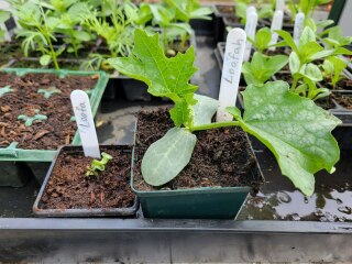The Vegetable Patch 2024/2025