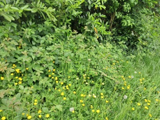 Bees, brambles, husband... which is the problem??