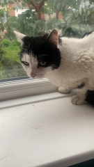 Taking on a 16 year old cat.