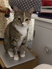 Roond and roond and up and doon - the Excellent Cats roam aboot