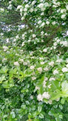 Plant ID please