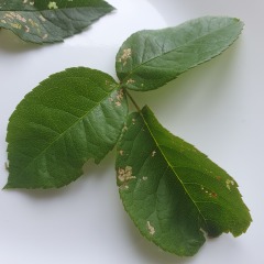 What has happened to my rose leaves?