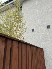Neighbours planted bamboo at our fence… but now moving away.