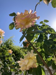 Which rose has bloomed first in your garden?