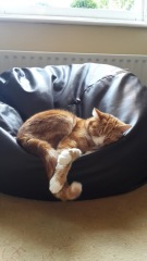 How exhausted are your cats today?