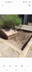 New Planting?