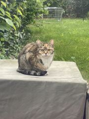 There is a kitten living in my garden