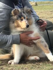Shameless puppy pic post - please admire my gorgeous boy