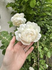 Which rose has bloomed first in your garden?