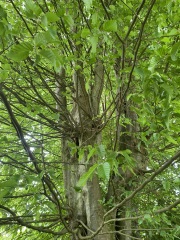 How to hang a swing between two trees?