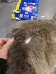 Fellow cat owners, WTF is this on my boy?!?