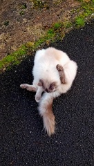 Roond and roond and up and doon - the Excellent Cats roam aboot