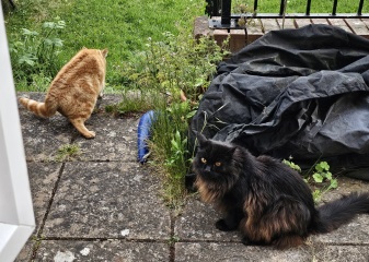 Hymns in Minor Keys & the Russian Easter Overture - the Excellent Cats ignore Culture.....