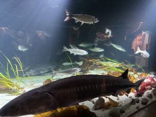 Come and tell us your dull and unexciting news 33: Calmly through the day