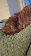 Would you say male or female cats are more affectionate ?