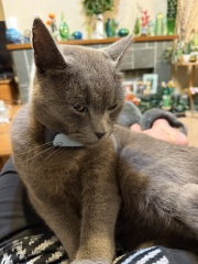 Hymns in Minor Keys & the Russian Easter Overture - the Excellent Cats ignore Culture.....