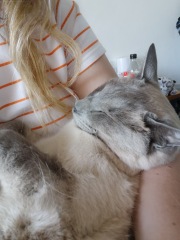 Best breed of cat to be a dog buddy