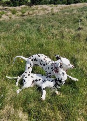 Mounjuro Auggies Thread 14