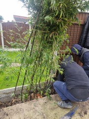help please - neighbour's bamboo popping up in our garden