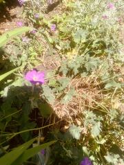 Hardy Geranium problem.