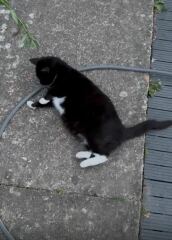 I think this cat is pregnant. What do I do?